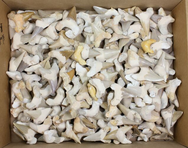 Lot - to Fossil Shark Teeth (Restored Roots) - Pieces #149008